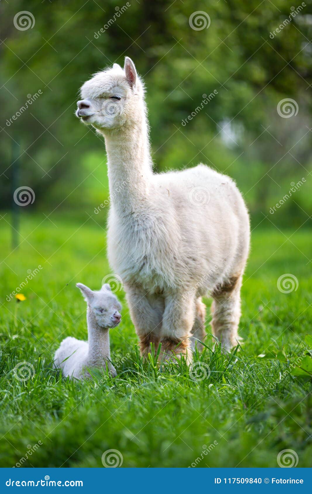 white alpaca with offspring