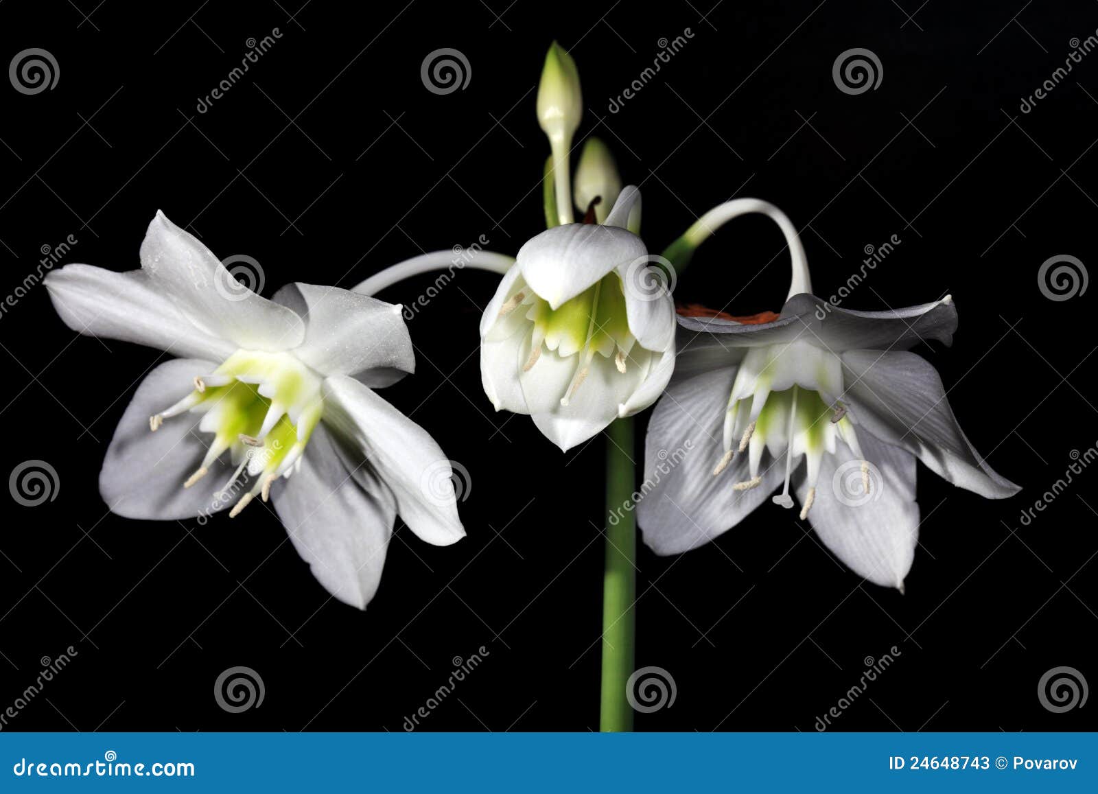 White Amazon lily flower stock image. Image of life, bloom 24648743