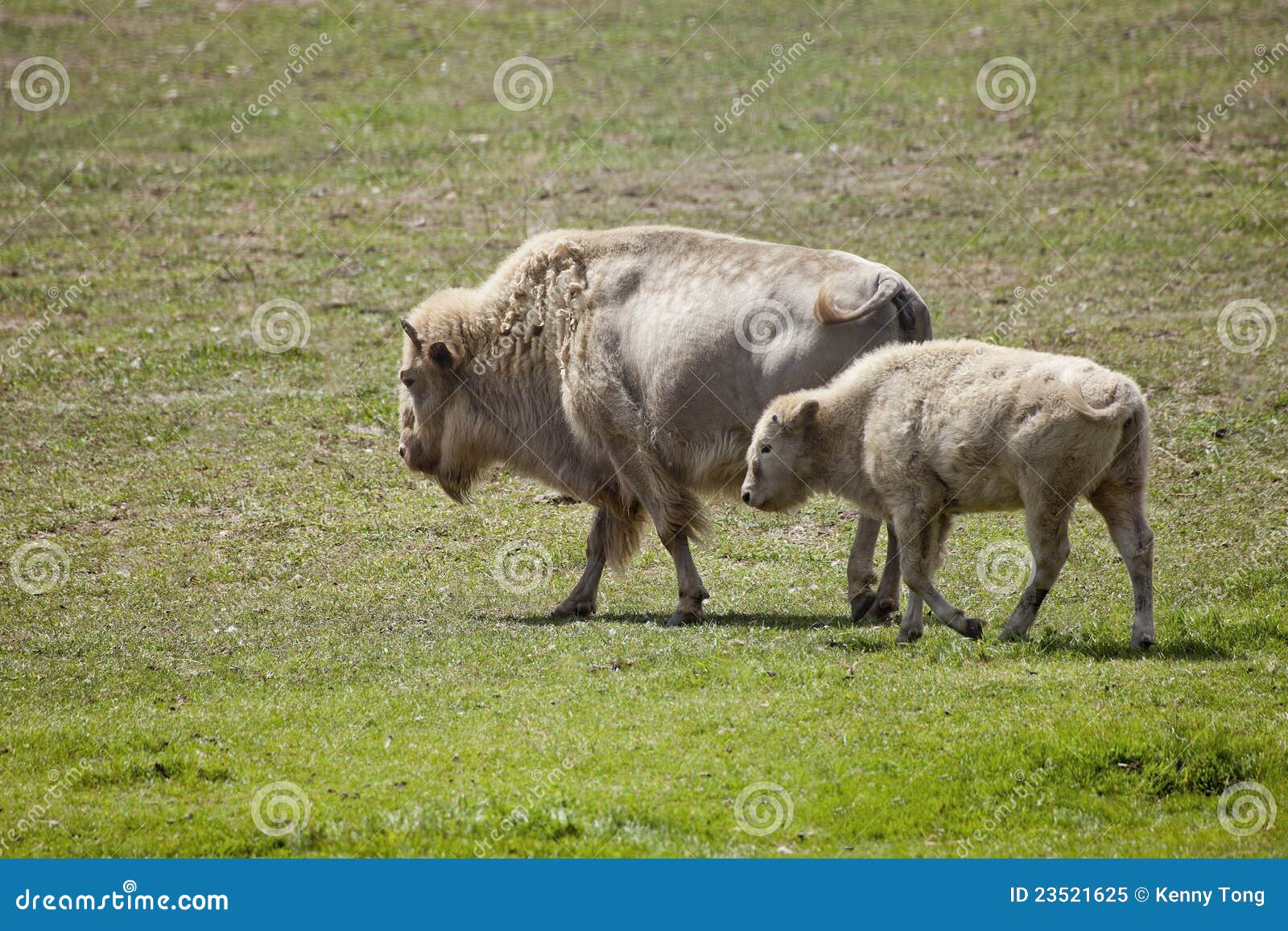 white american bison and baby grazing in a field