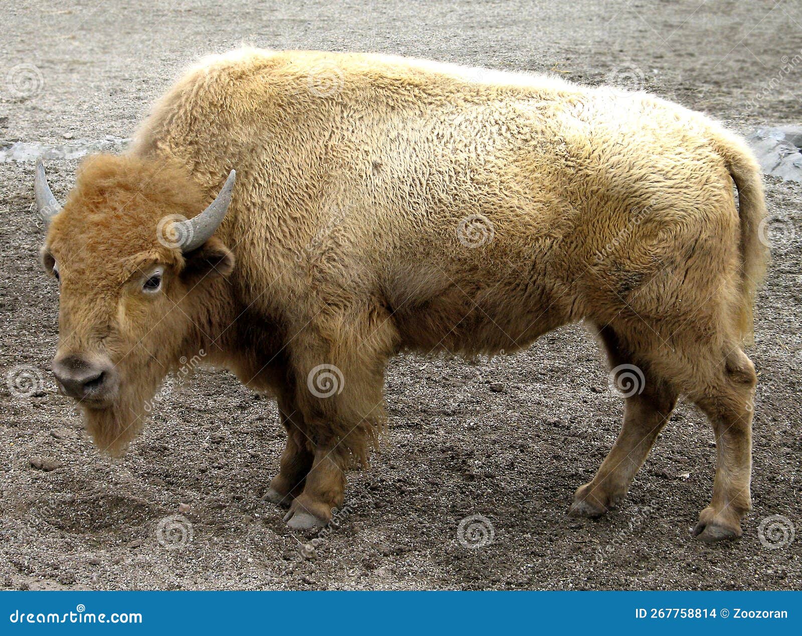 White American Bison (Bison Bison) Stock Photo Image of bovine, horn