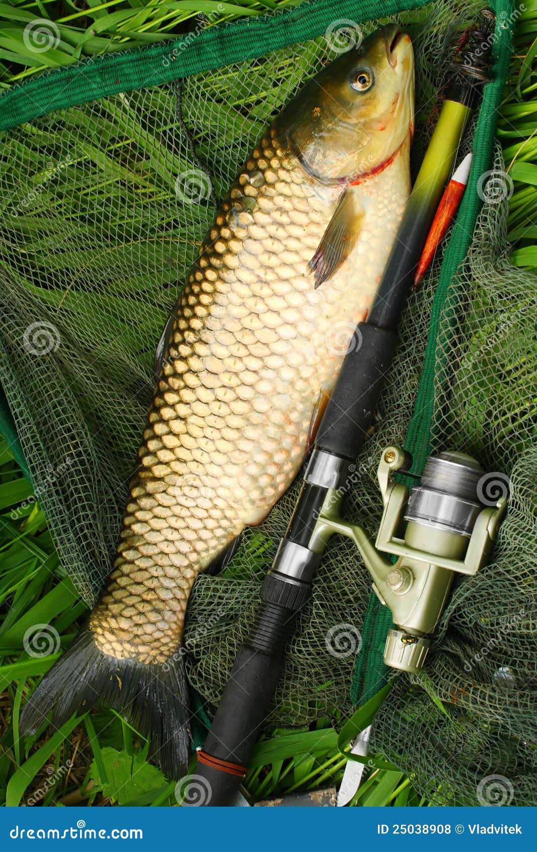 The White Amur Grass Carp. Stock Photo Image of food, fresh 25038908