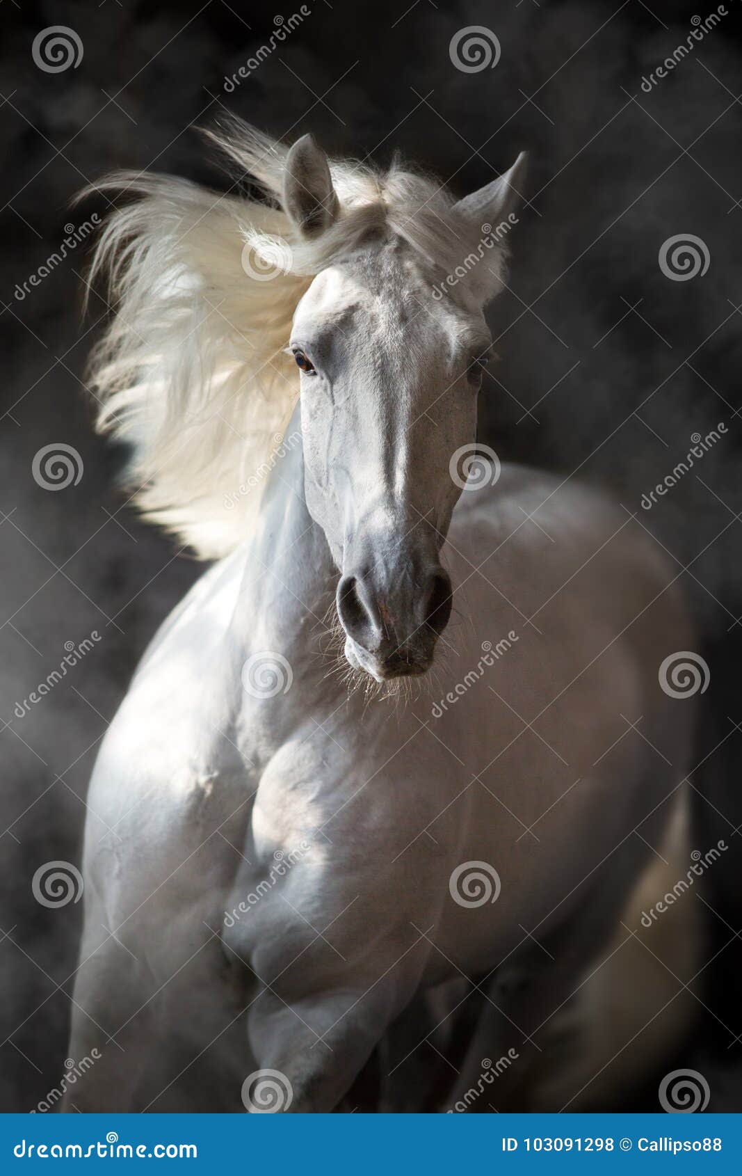 white andalusian horse in motion
