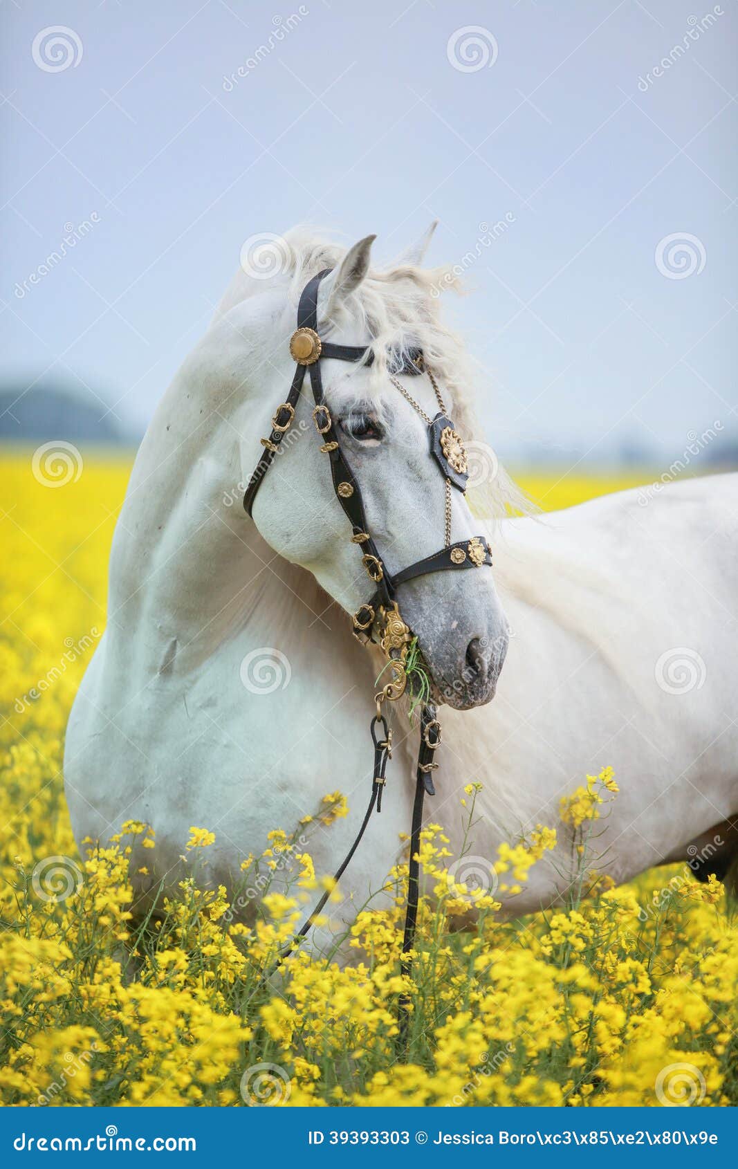 white andalusian horse portrait