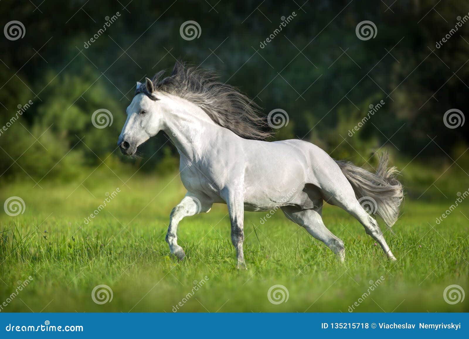 white andalusian horse