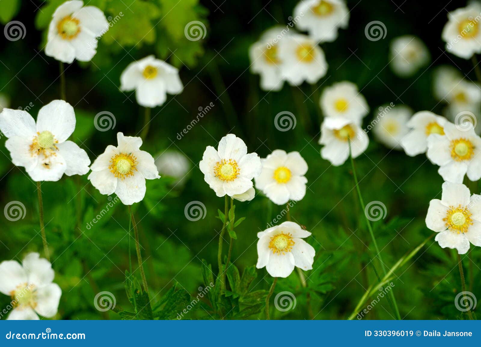 white anemones on field during summer. white wild flowr background