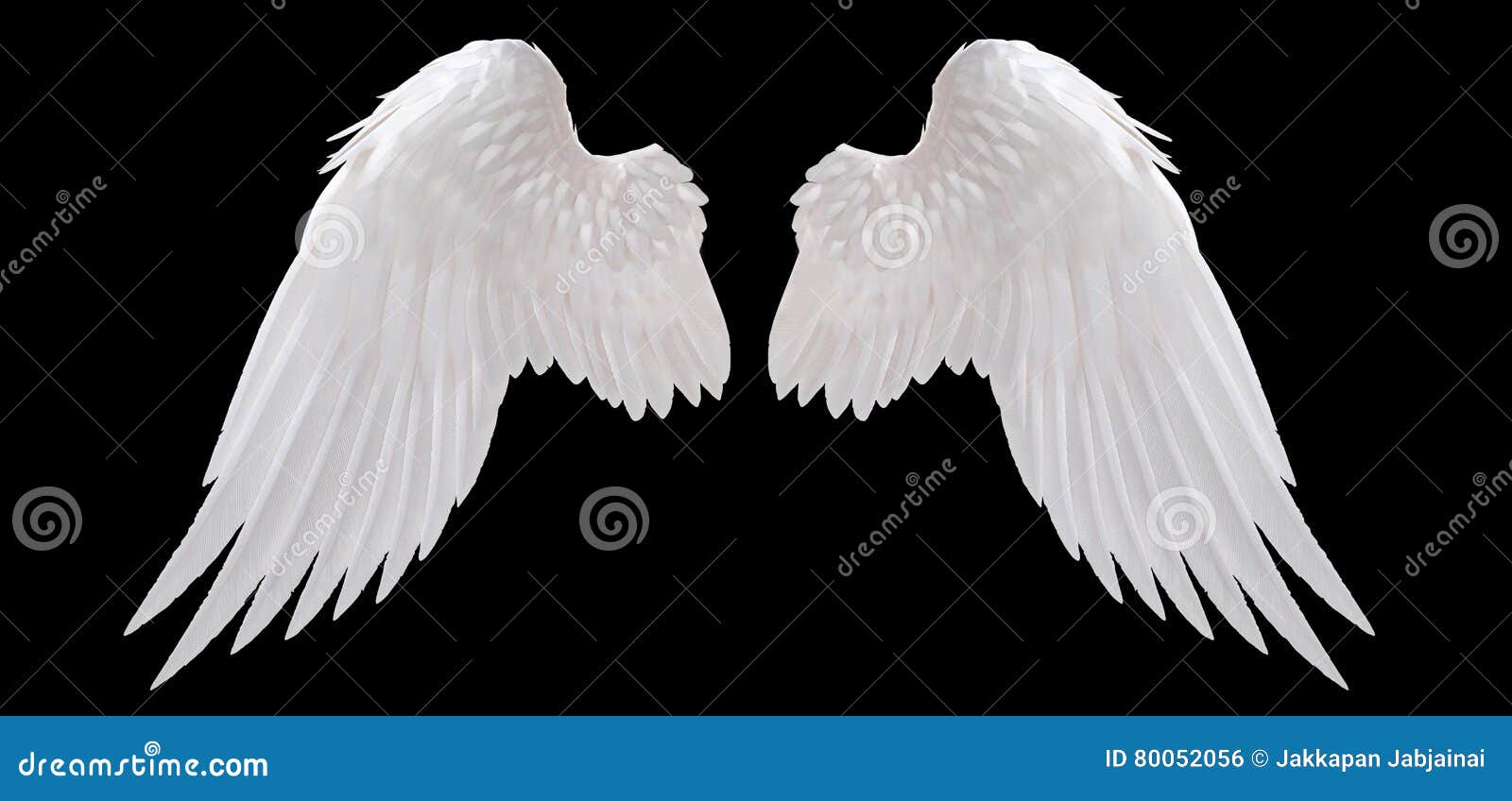 white angel wing