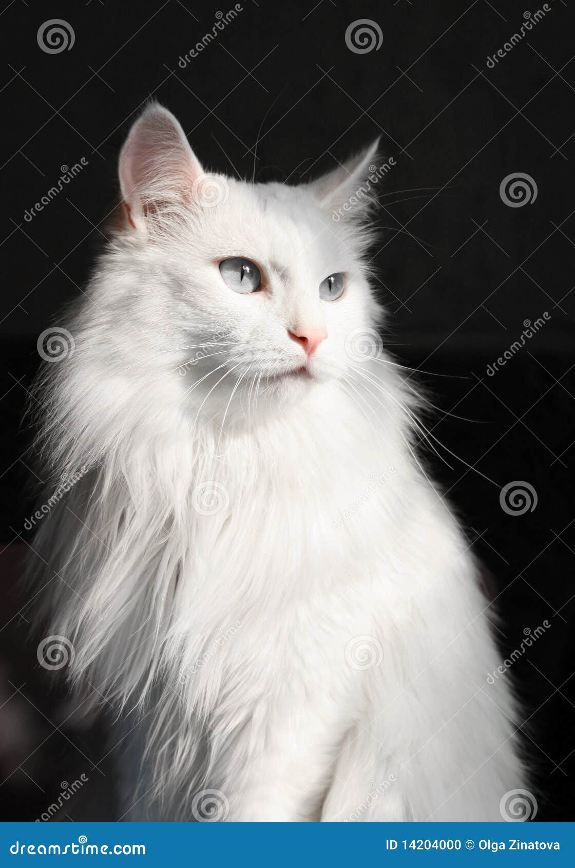 https://thumbs.dreamstime.com/z/white-angora-cat-14204000.jpg