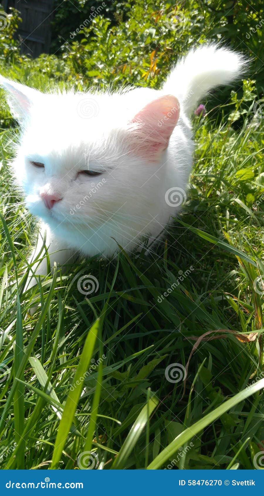 White angora cat editorial image. Image of nature, white - 58476270