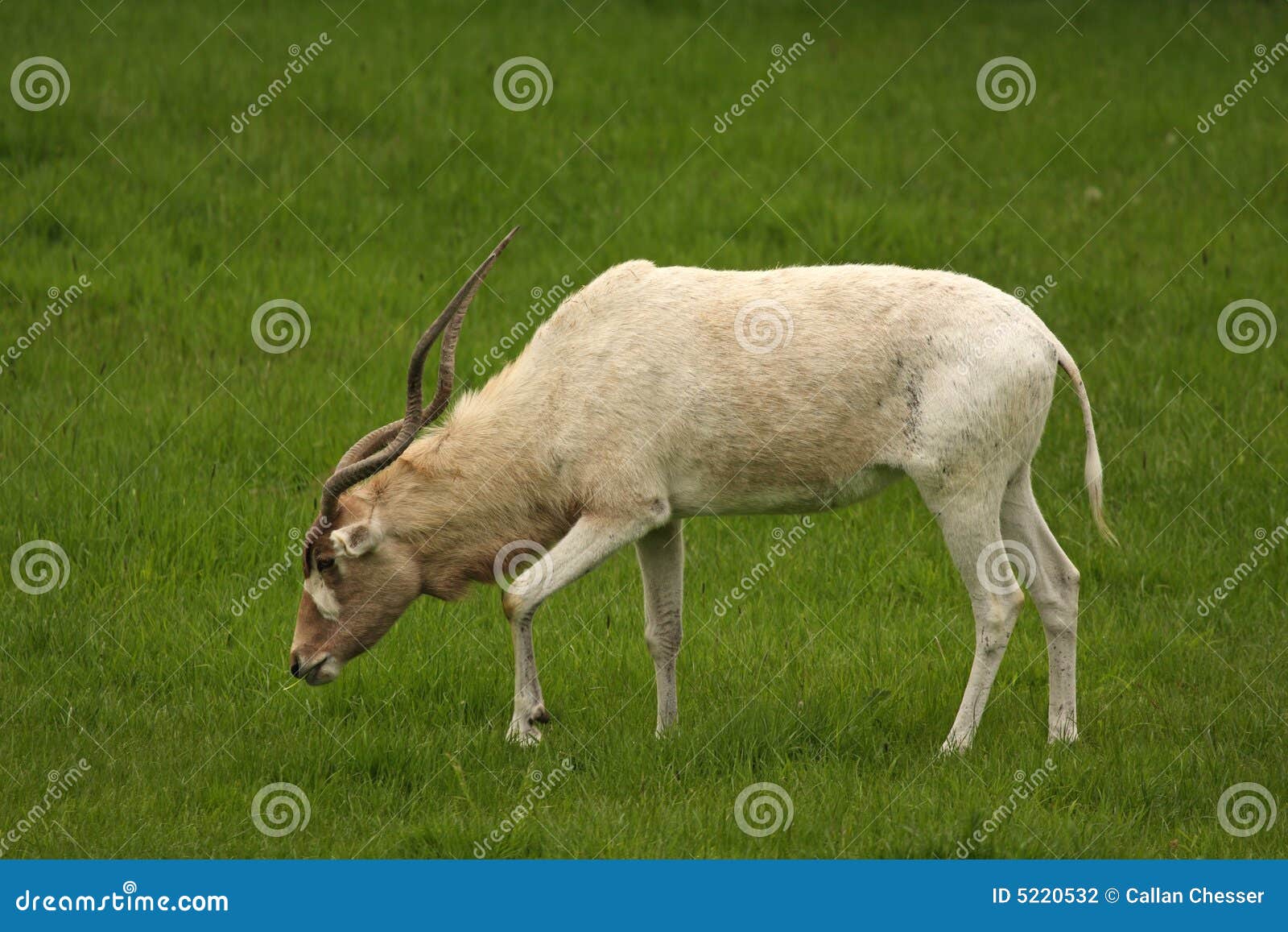 White Antelope, Addax stock photo. Image of hair, african 5220532