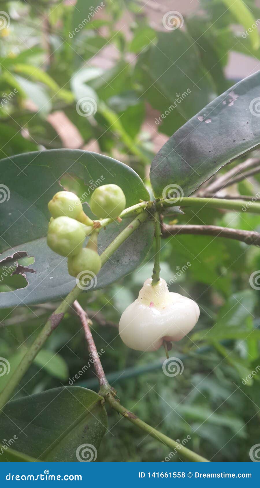 White apple in Kerala stock photo. Image of seeds, framing 141661558