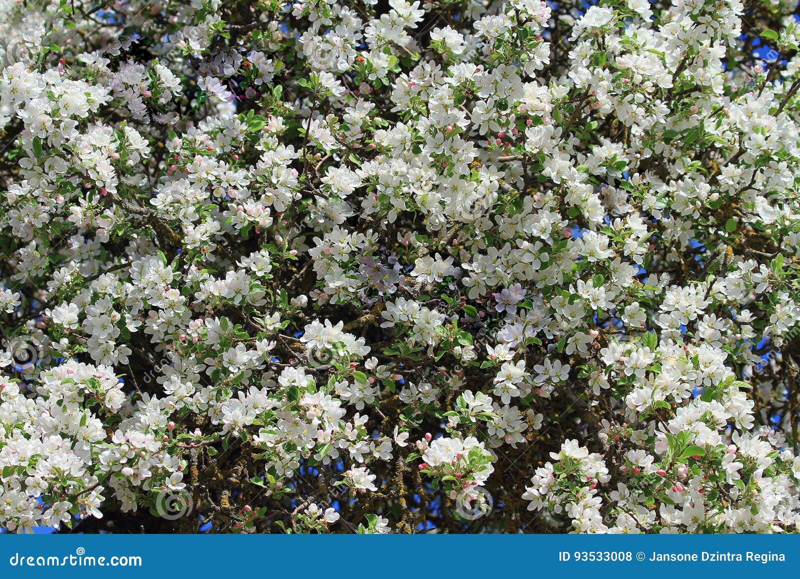 White apple tree blossoms stock photo. Image of time 93533008
