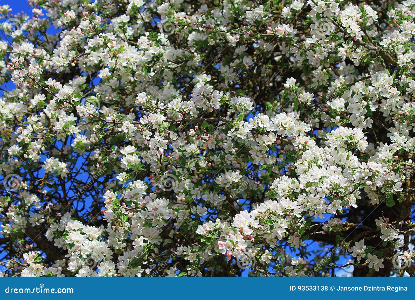 White apple tree blossoms stock photo. Image of landscape 93533138