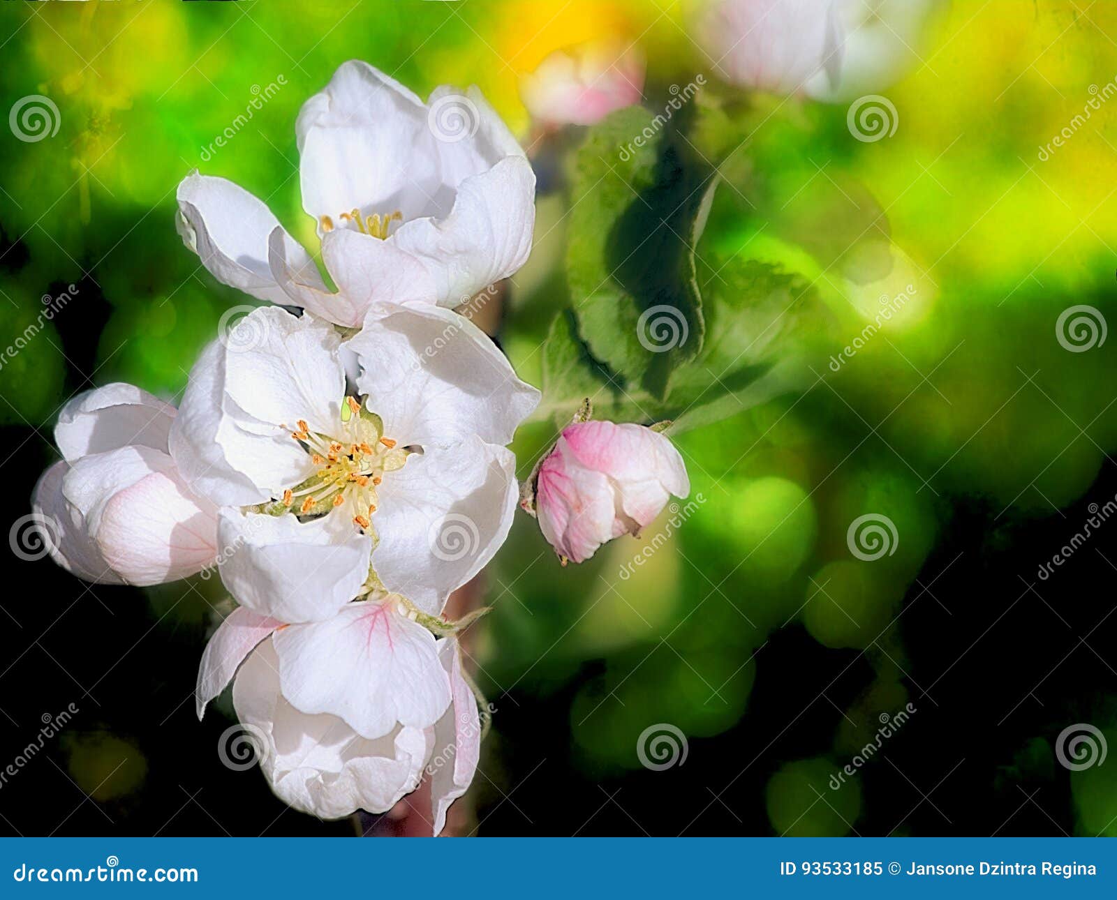 White apple tree blossoms stock image. Image of life 93533185