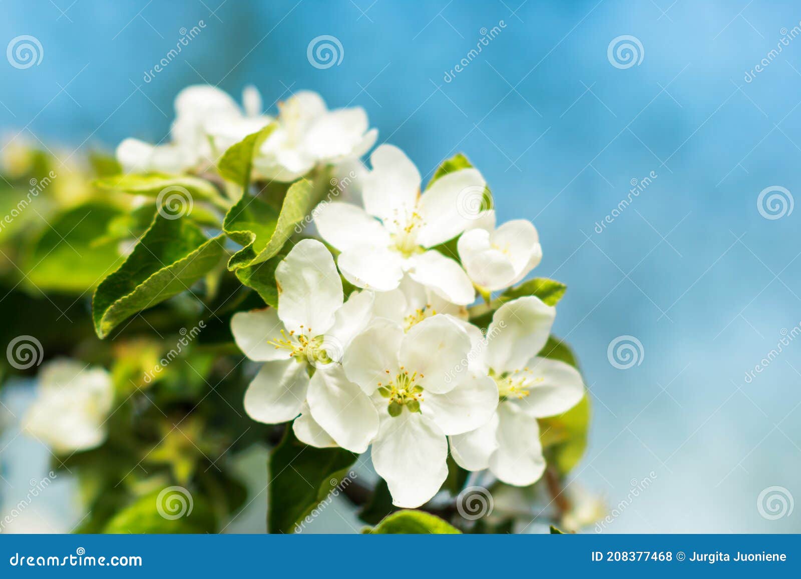 White Apple Tree Blossoms on the Tree Branch on Blue Sky Background