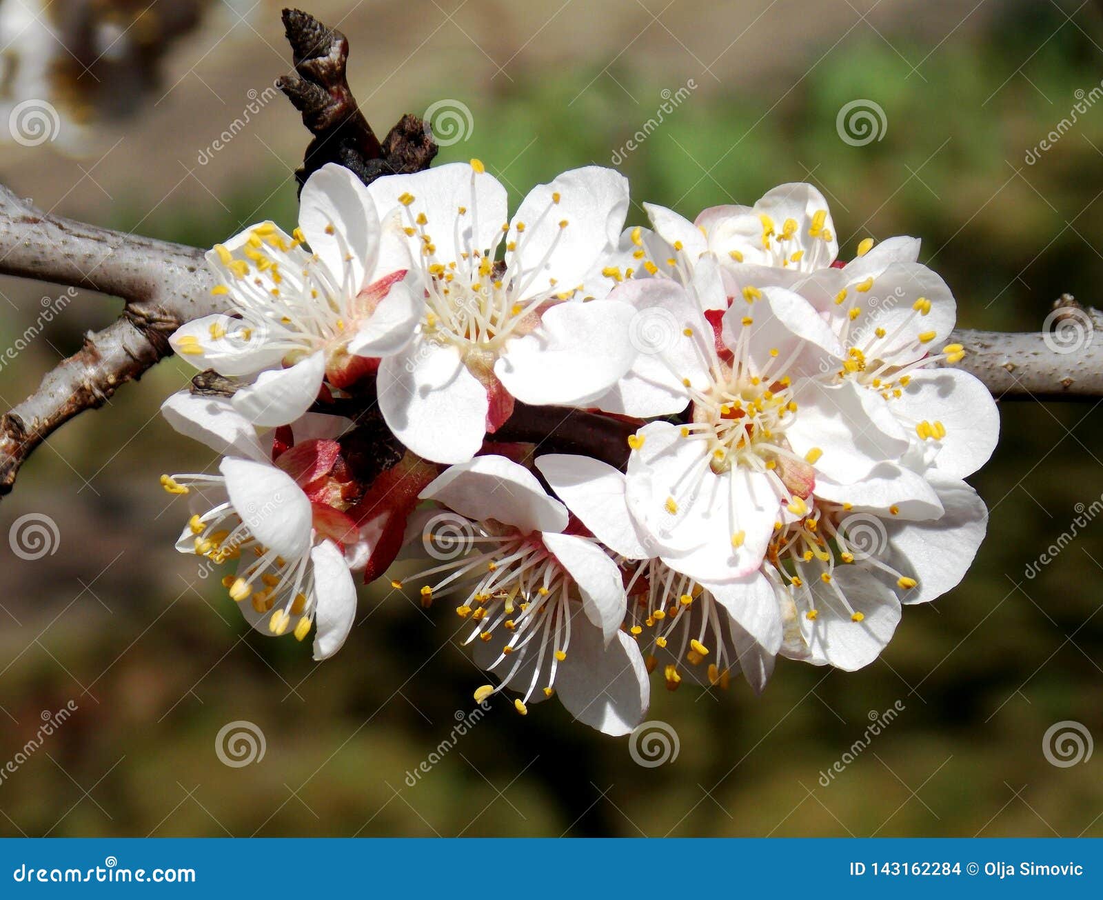 White apricot blossom stock photo. Image of plant, apricot 143162284