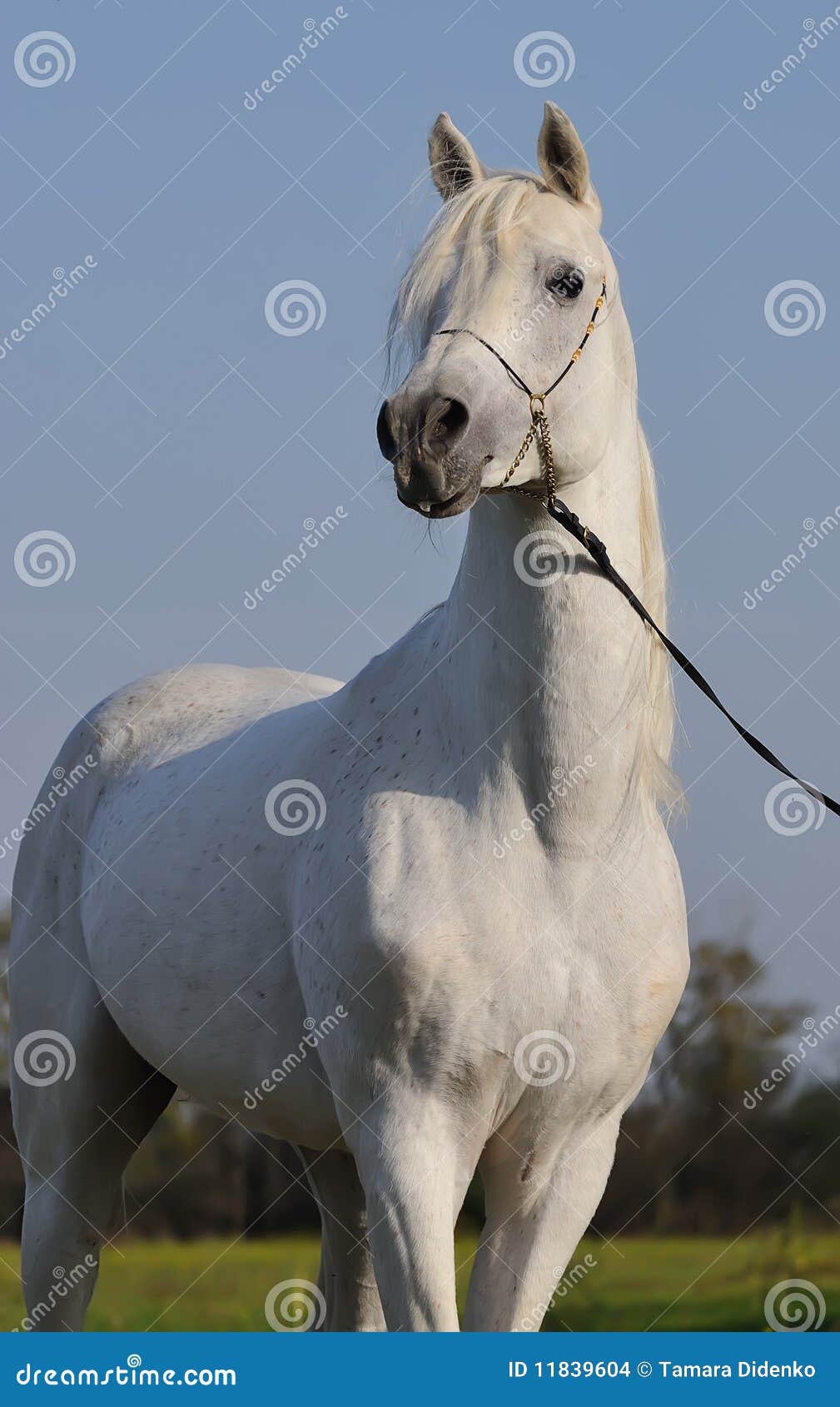 White arabian horse stock photo. Image of horse, pets 11839604