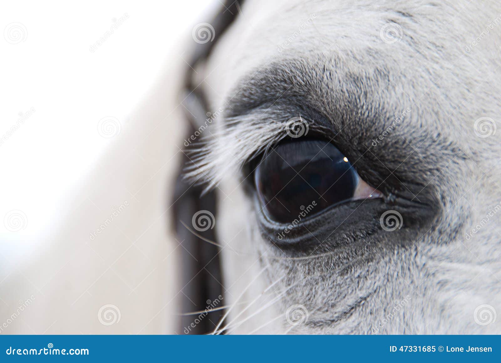 White arabian horses eye stock image. Image of mare, sight 47331685