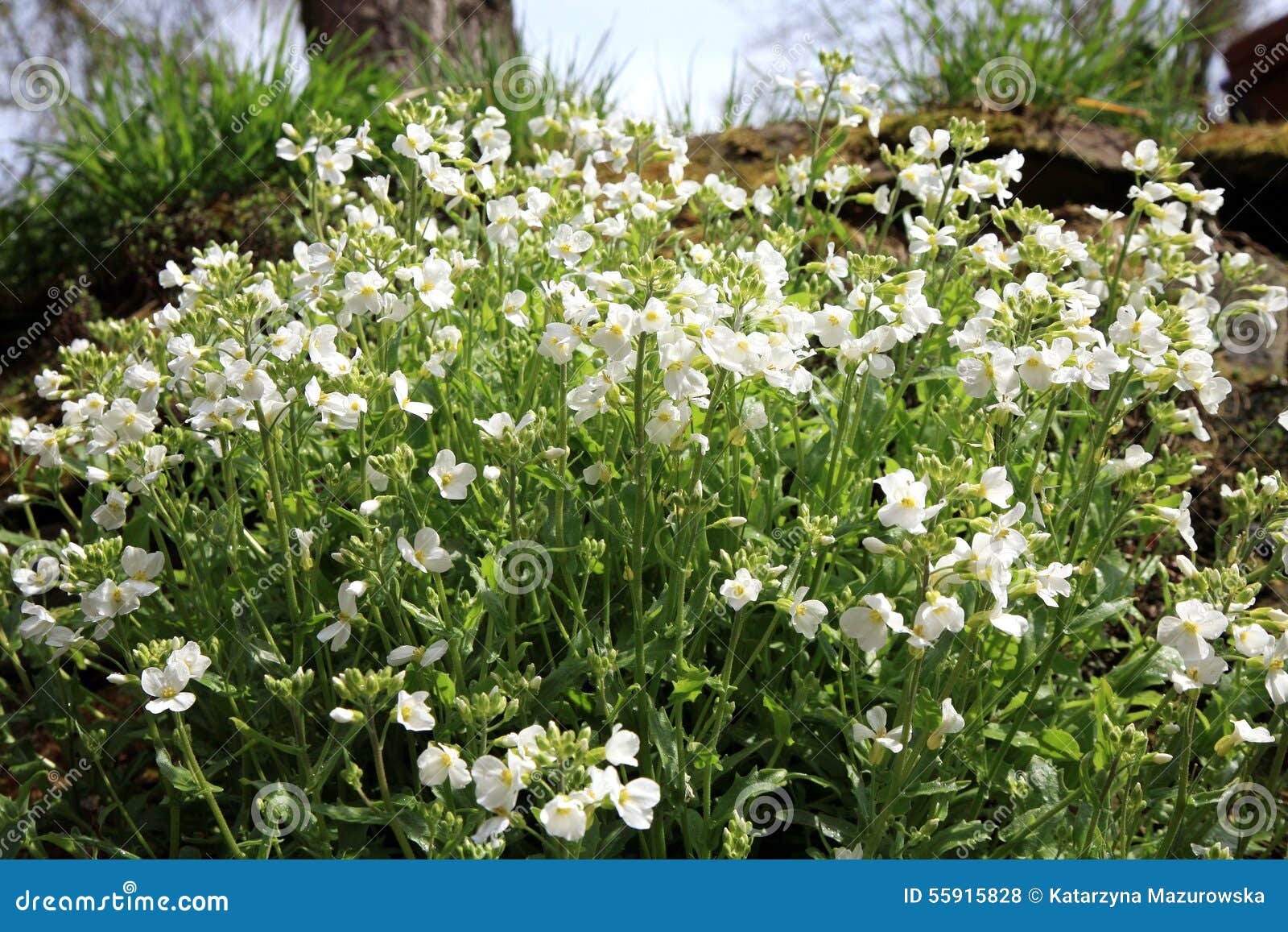 white arabis alpina