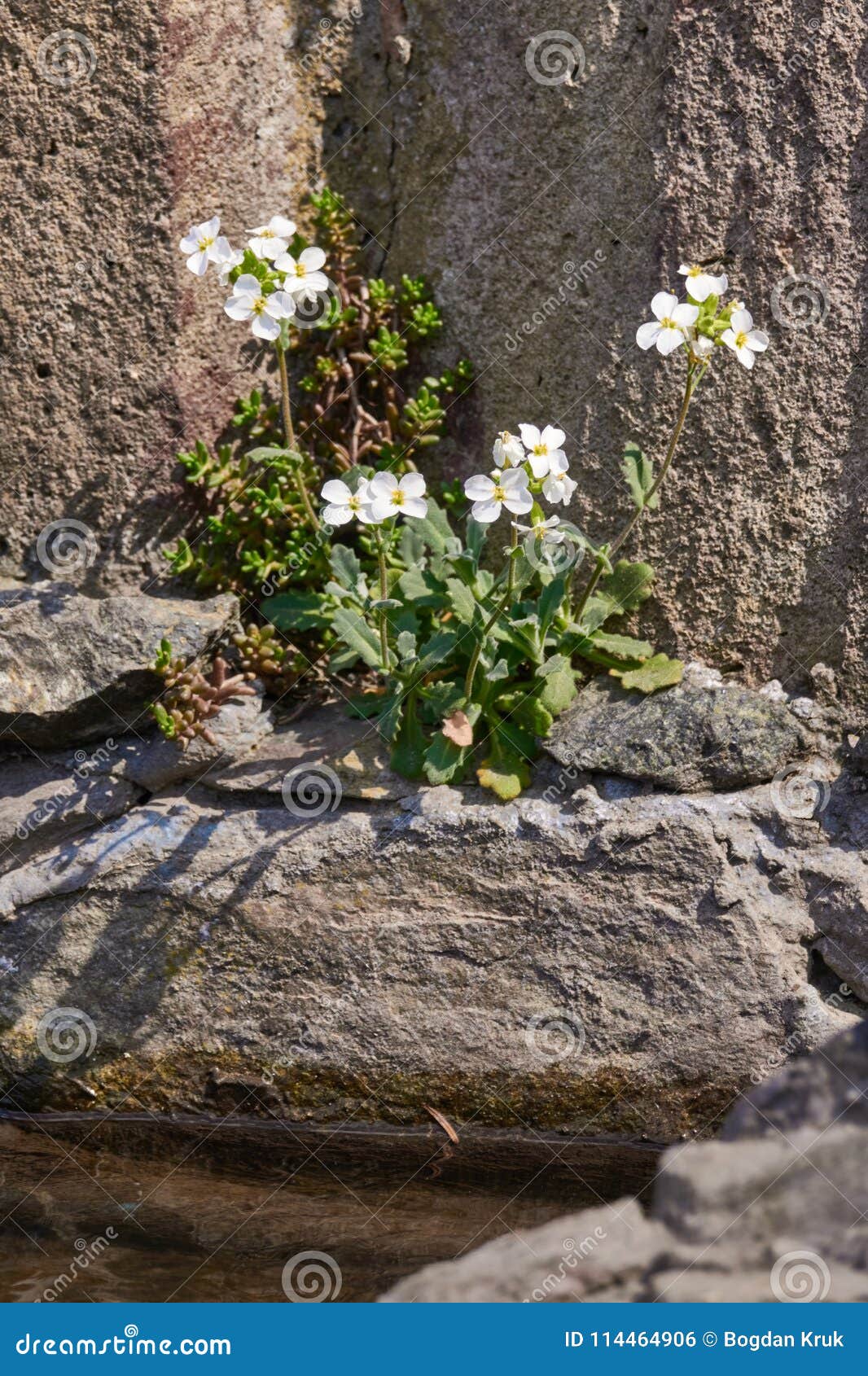 white arabis caucasica flowers growing on a rocky ground