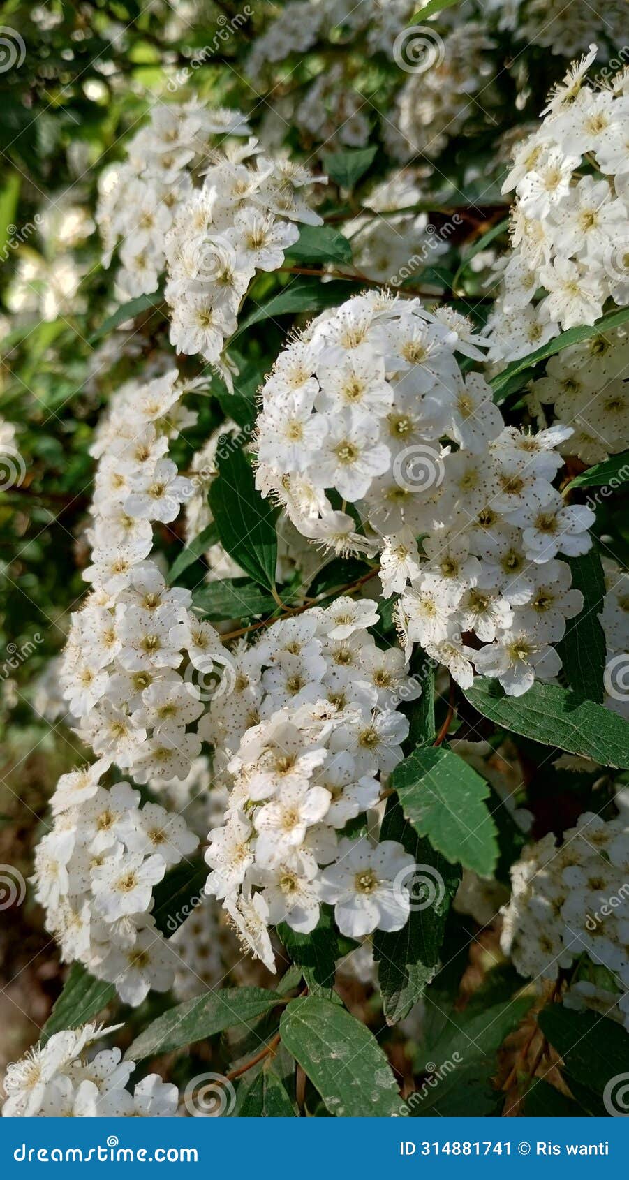 white arbustive spring flower, spirea. spirea vanhouttei.
