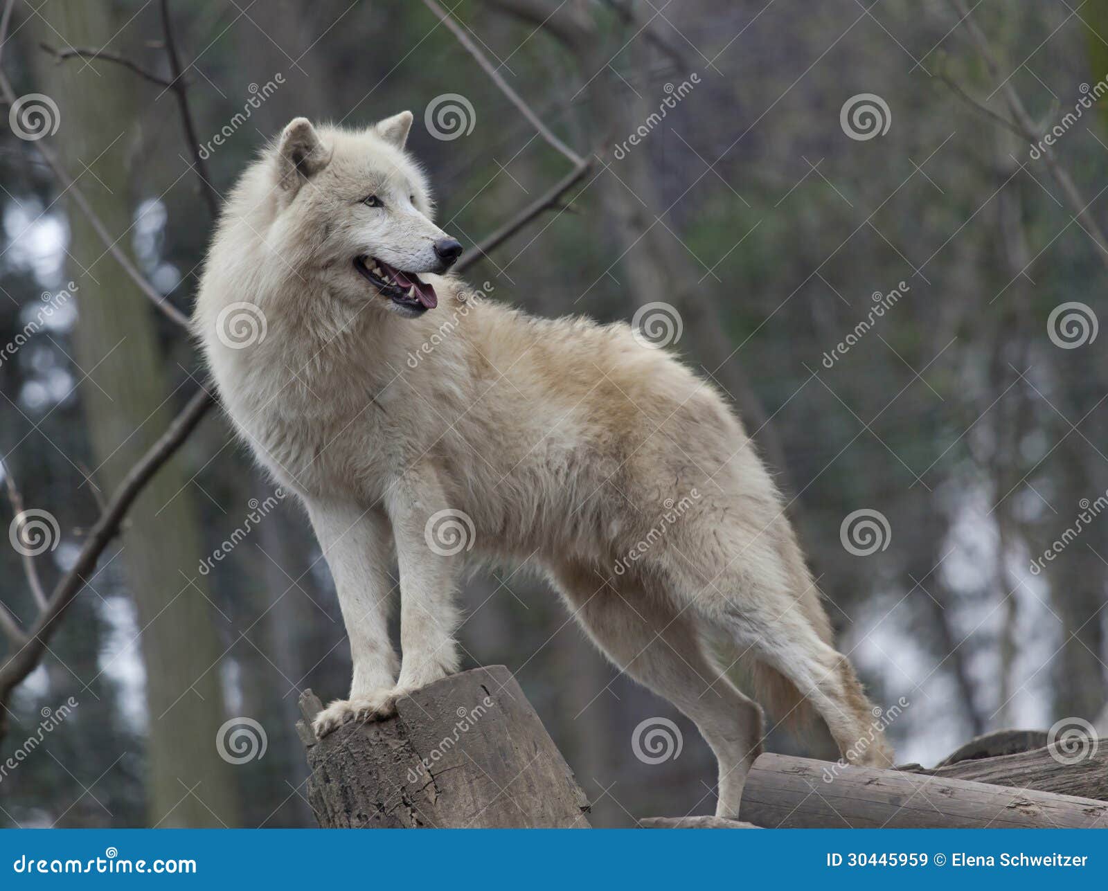 white arctic wolf