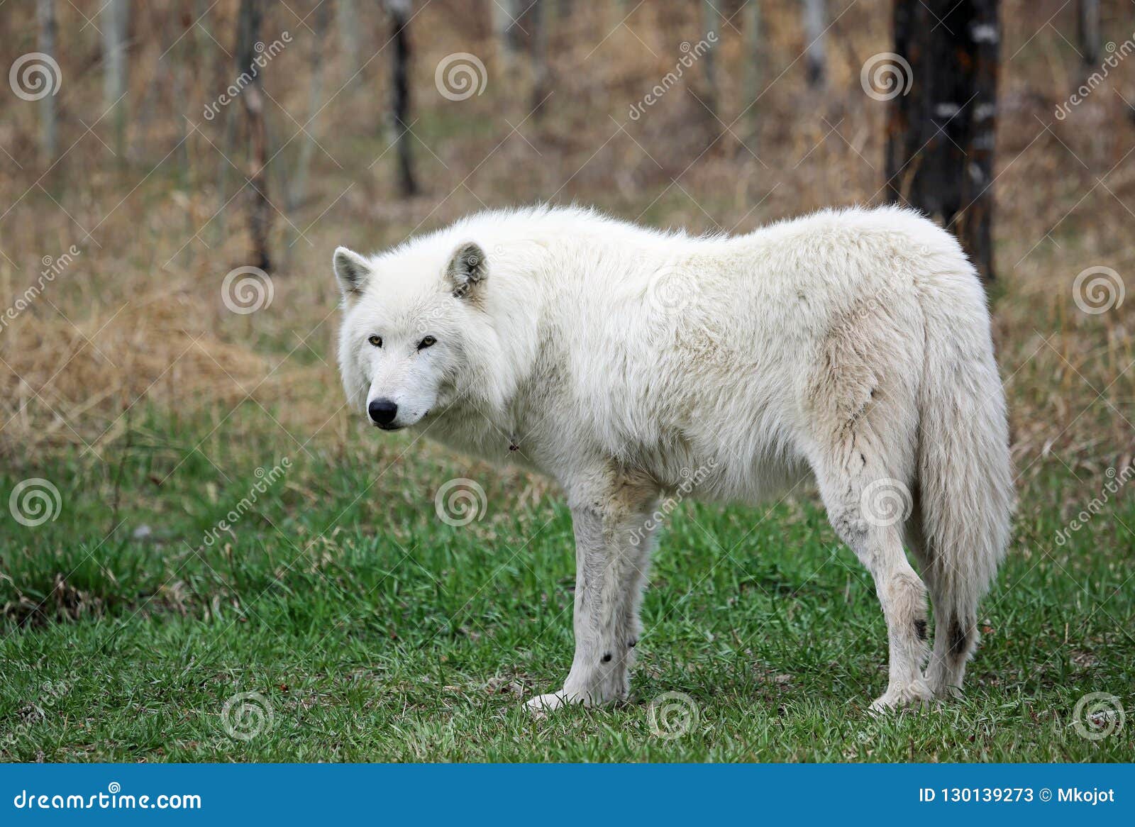 White Arctic Wolfdog Stock Image Image Of Vacation White Arctic Wolfdog Stock Image Image Of Vacation
