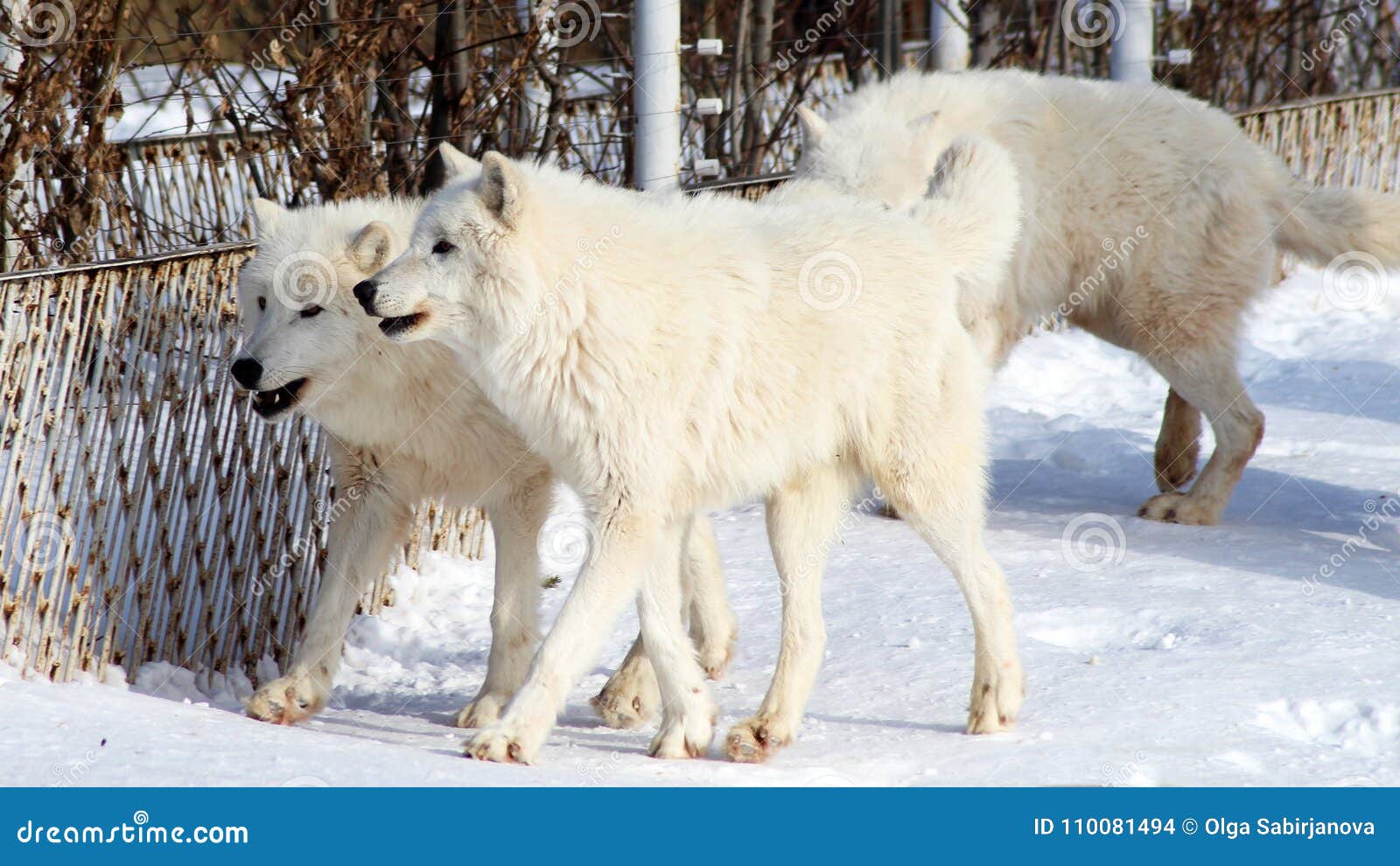 white arctic wolf white arctic wolf