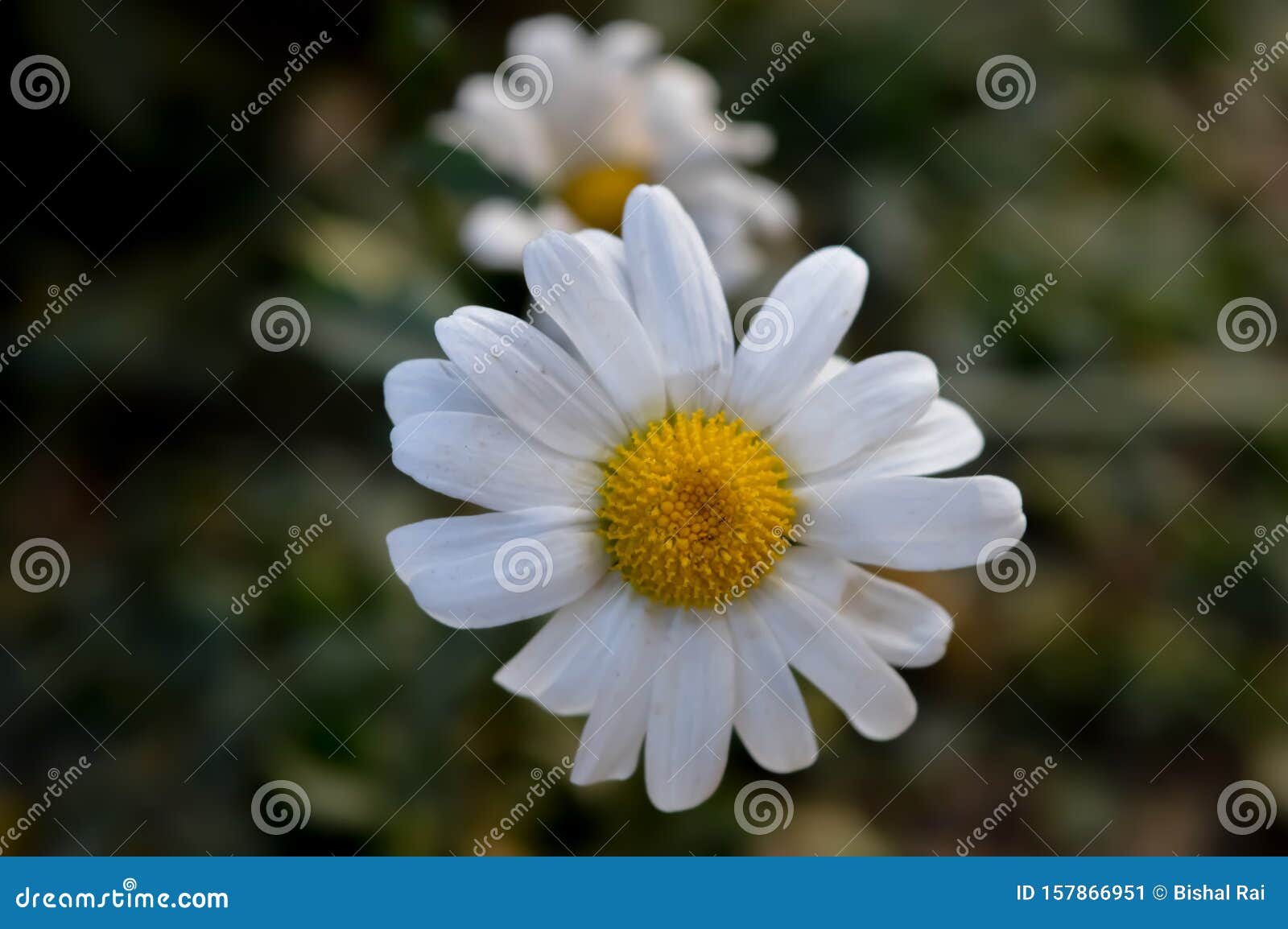 White Aster Flower In Garden Aster Flower White Beautiful Aster Stock Image Image Of Flora Daisy 157866951