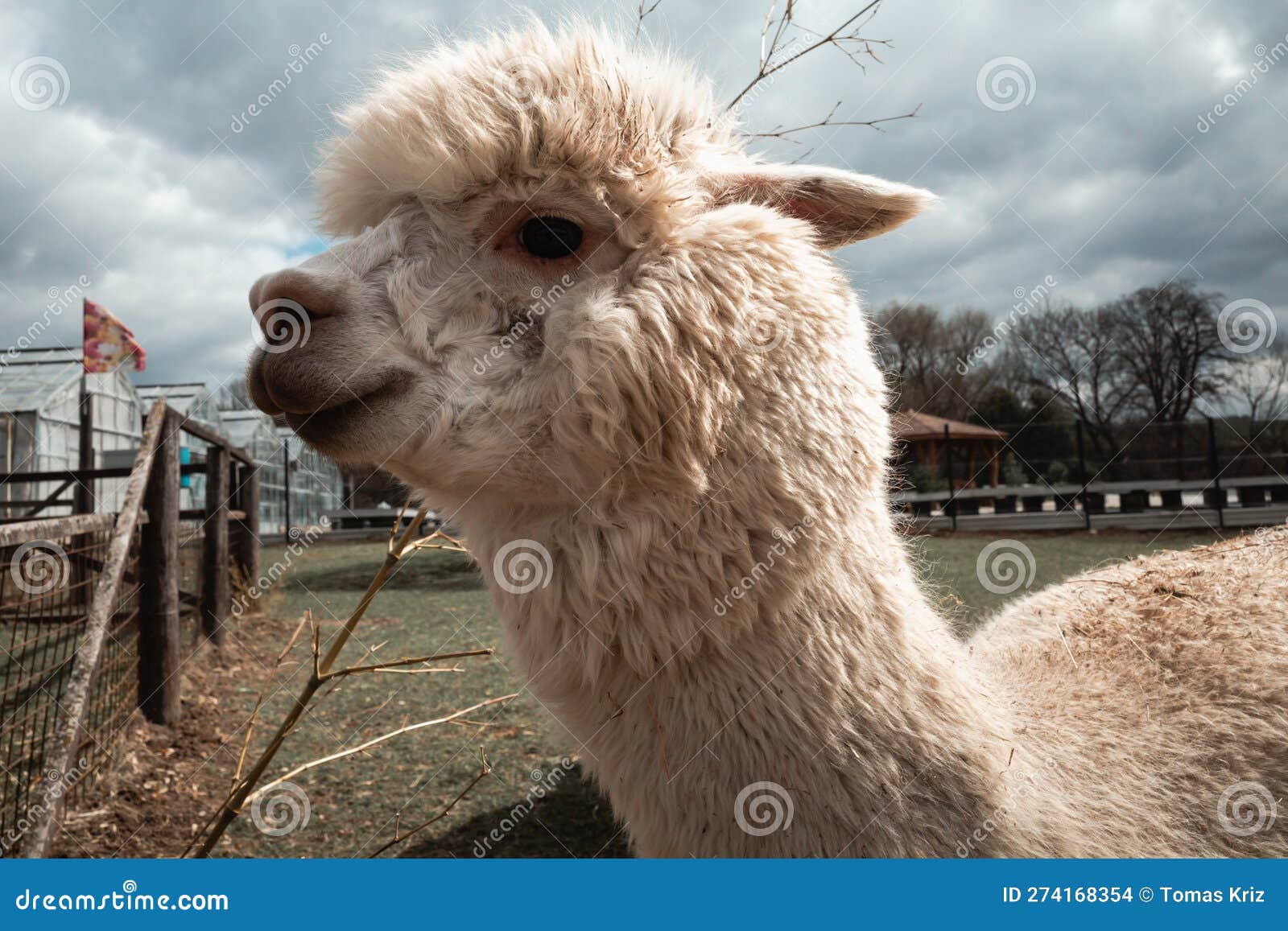 White baby Alpaca stock photo. Image of alpaca, mammal 274168354