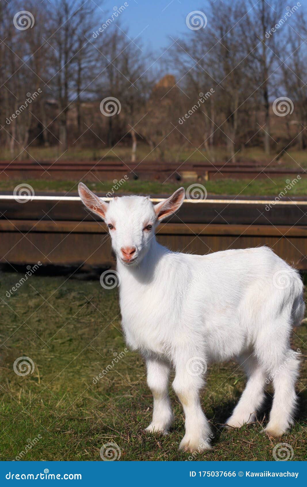 Goat Wallpaper 6837273