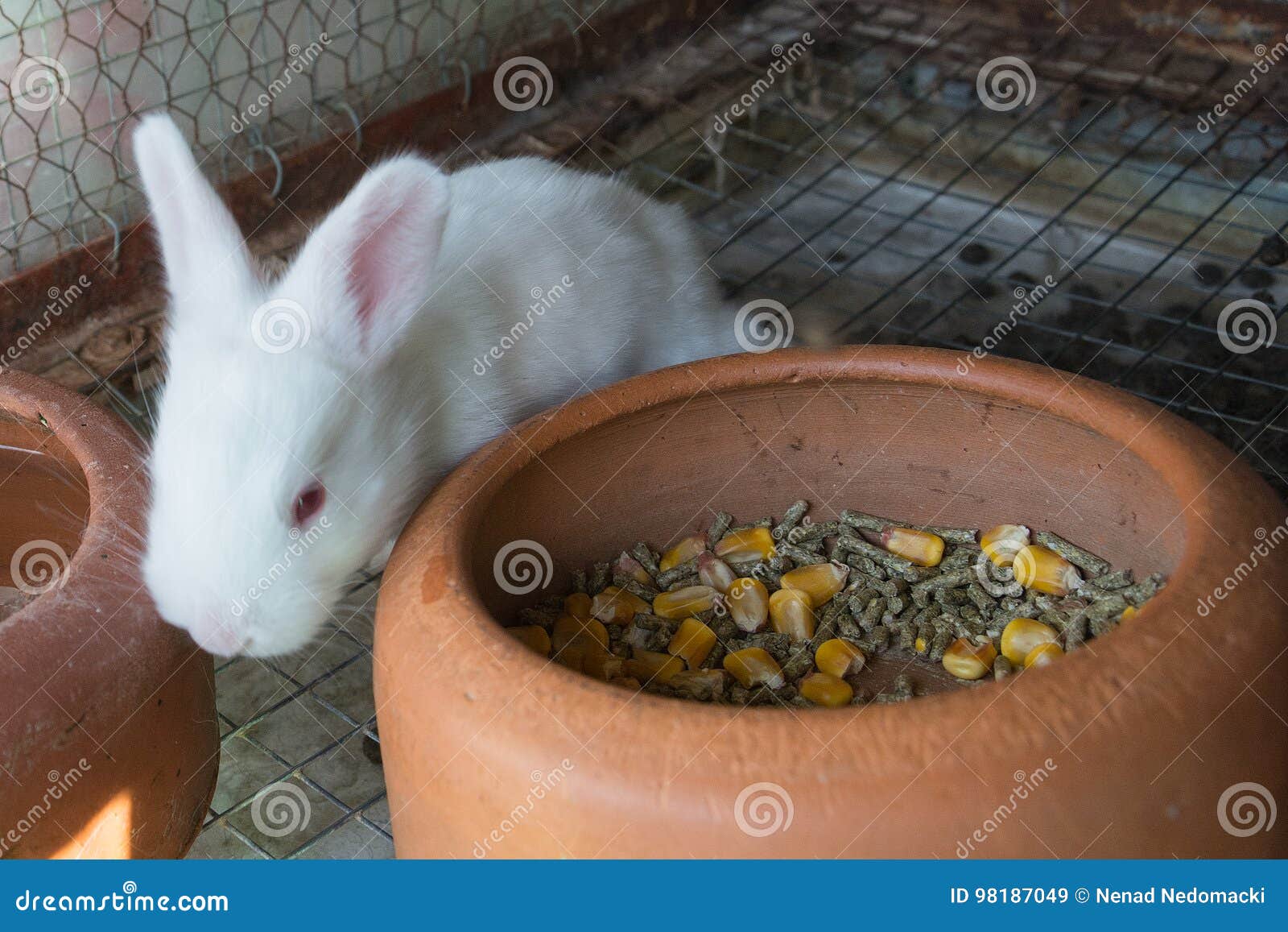 White Baby Rabbit in the Cage Stock Image Image of love,