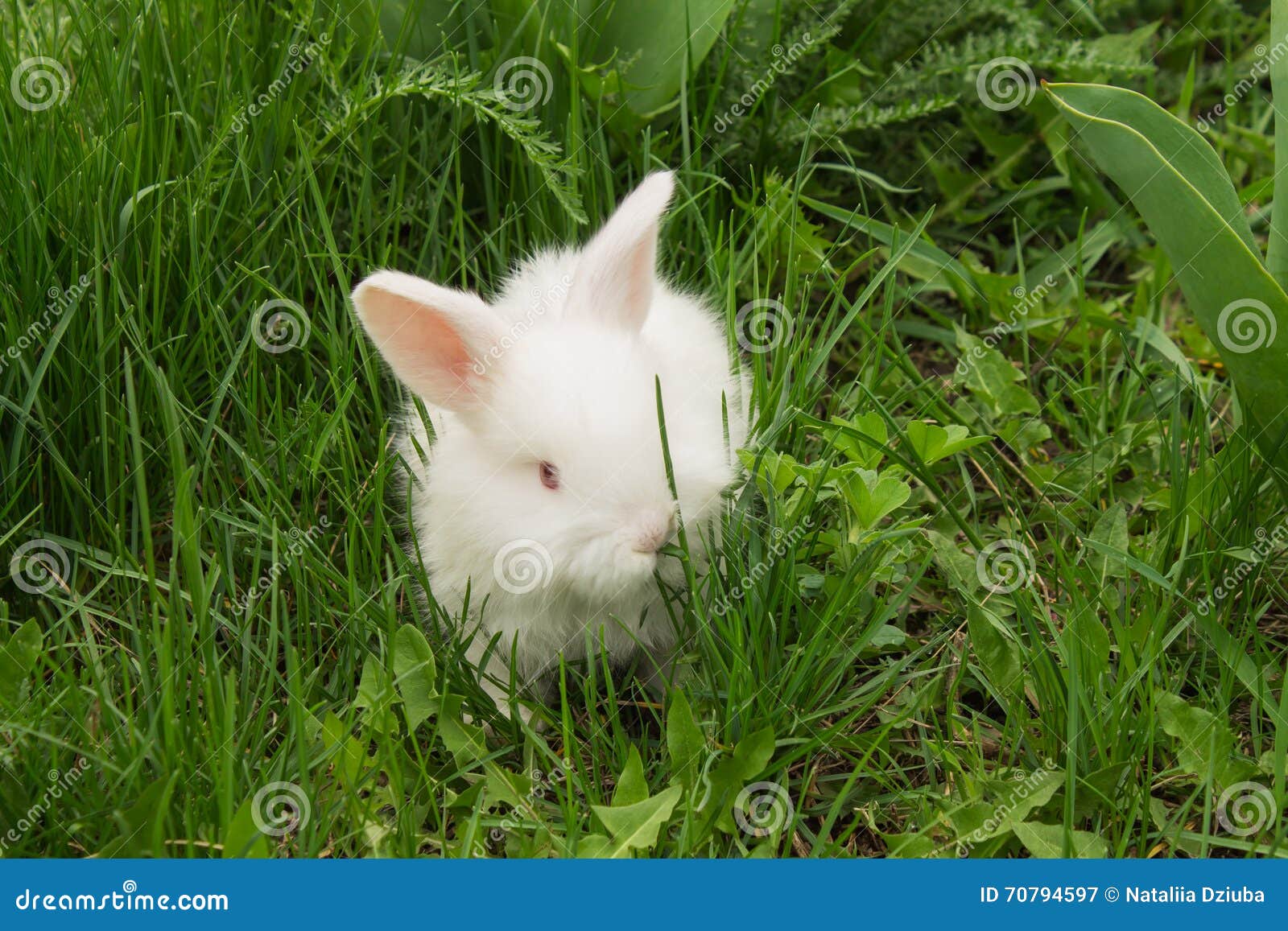 White Baby Rabbit in the Grass Eating Grass. Stock Image Image of