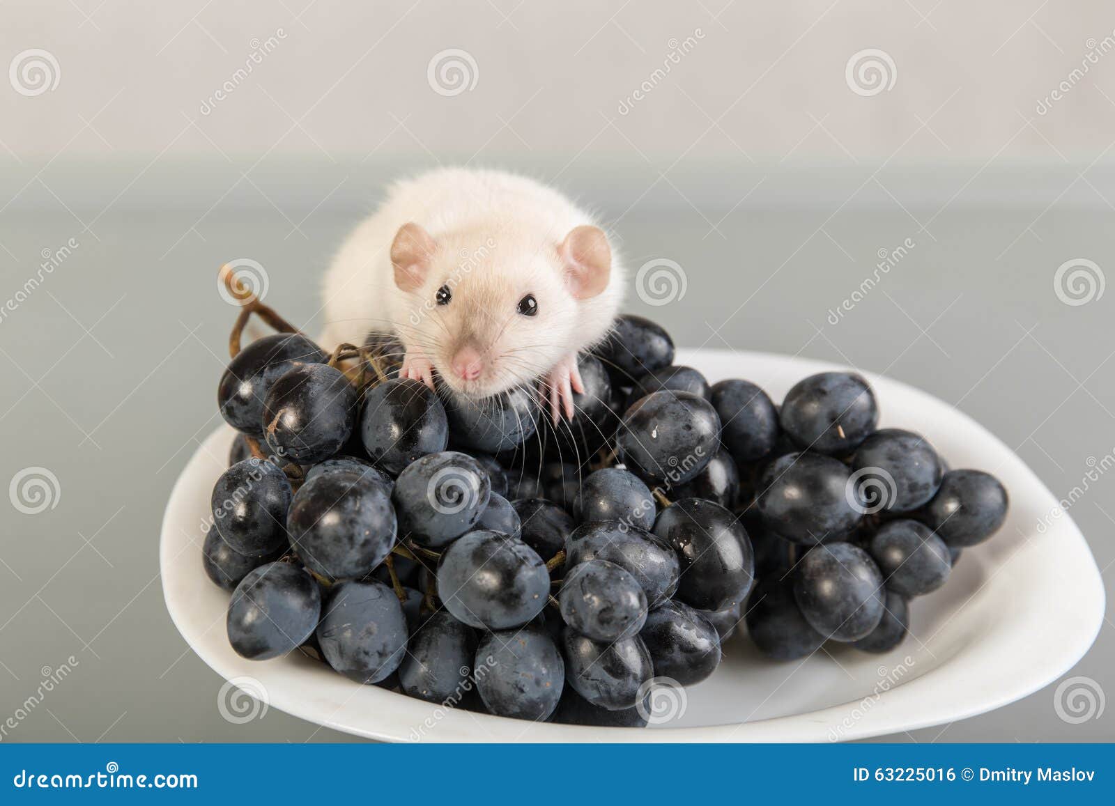 White baby rat and grapes stock photo. Image of small 63225016