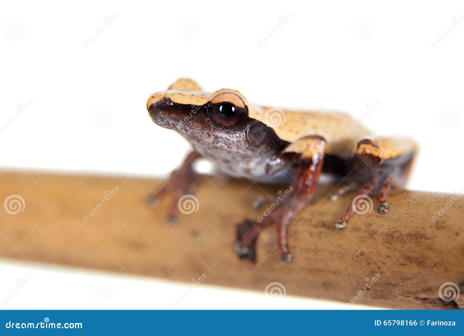 white-back mossy frog, theloderma laevis, on white