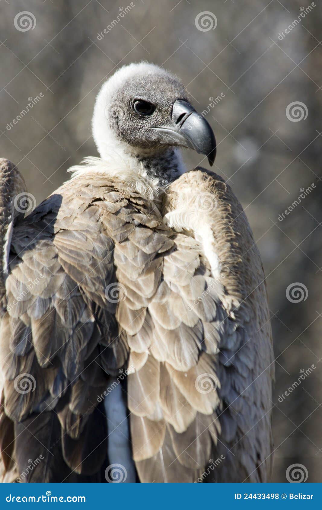 White-backed vulture stock photo. Image of birds, bird - 24433498