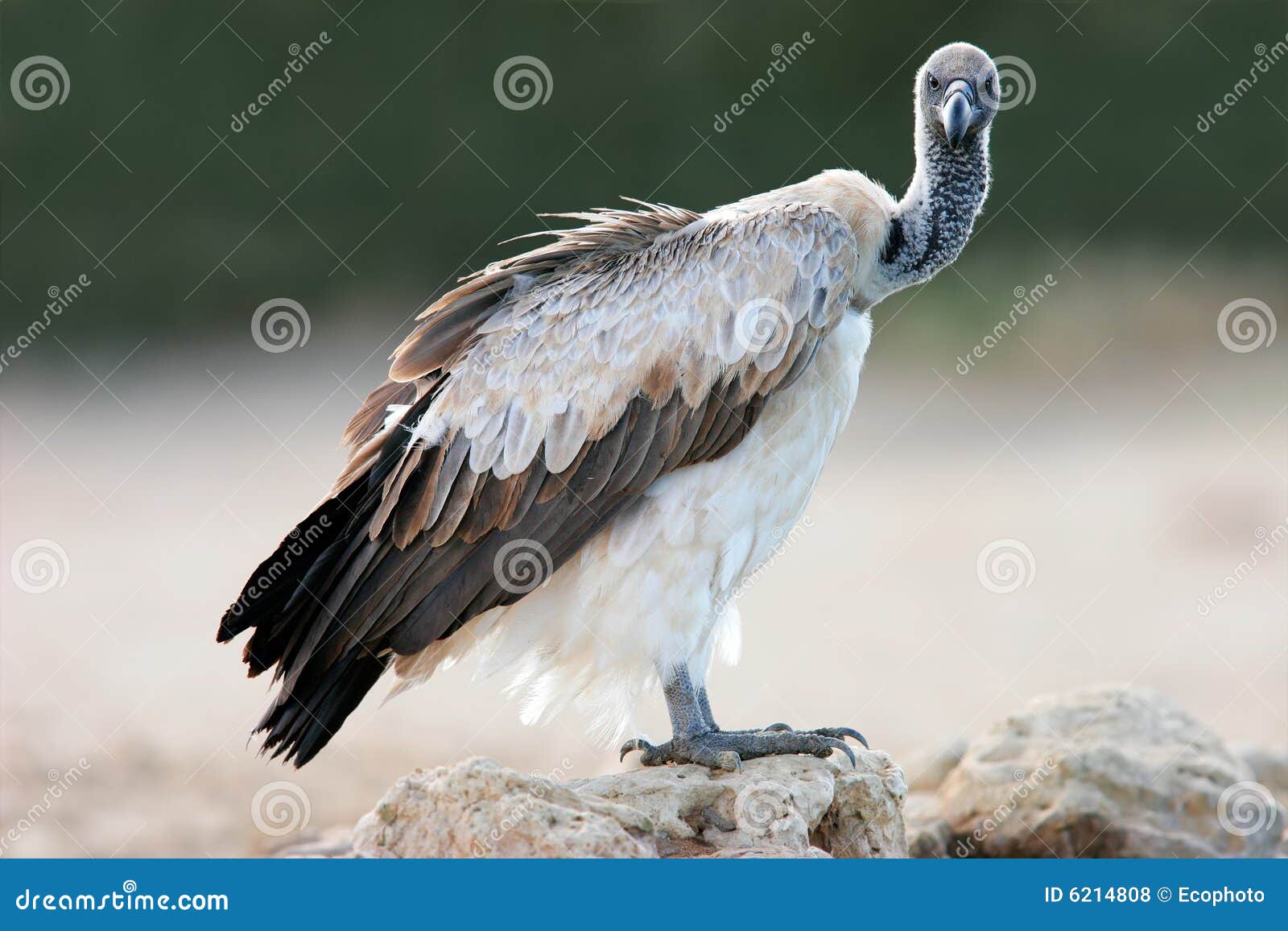 white-backed vulture