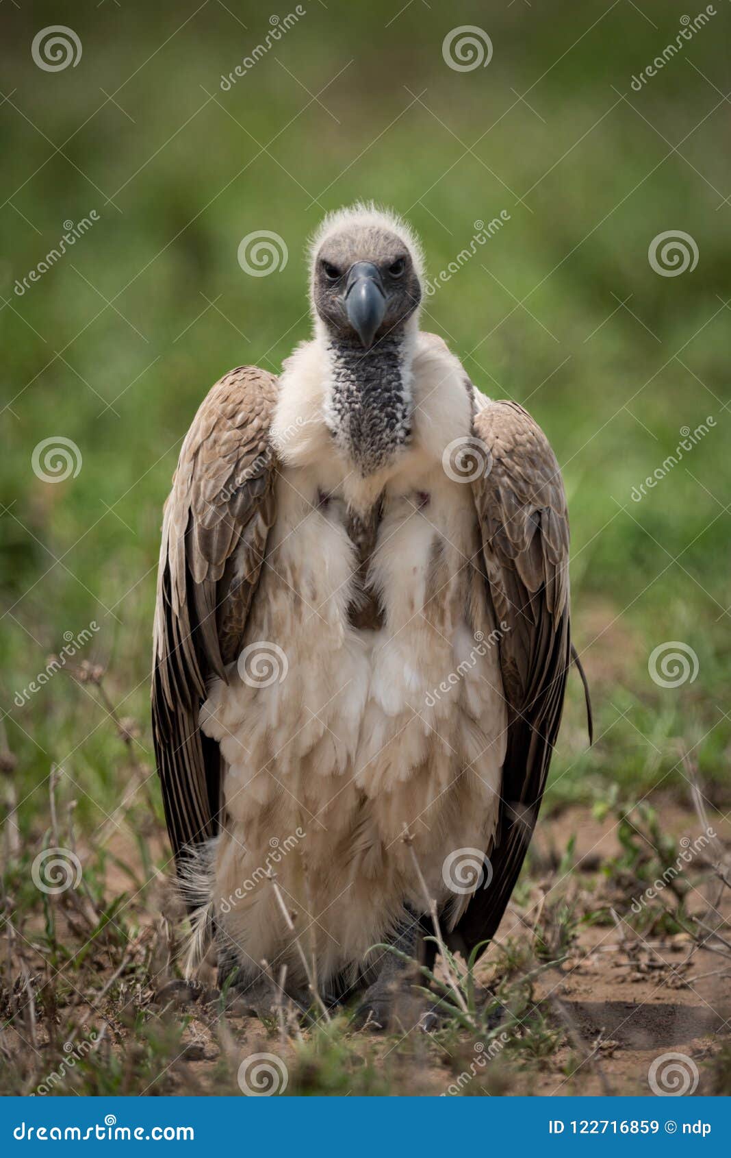 White-backed Vulture Standing on Grassland Facing Camera Stock Image ...