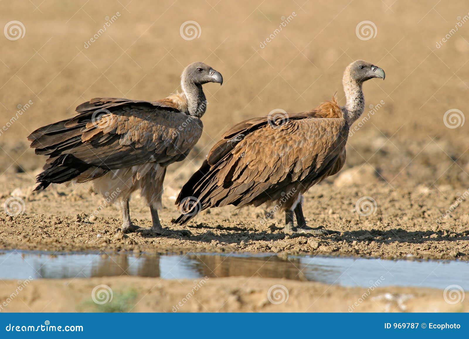 white-backed vultures