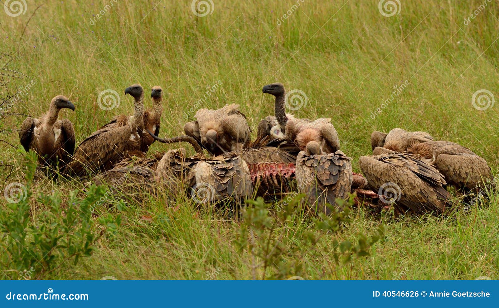 Vultures Feeding On A Carcass RoyaltyFree Stock Photo Biology Diagrams