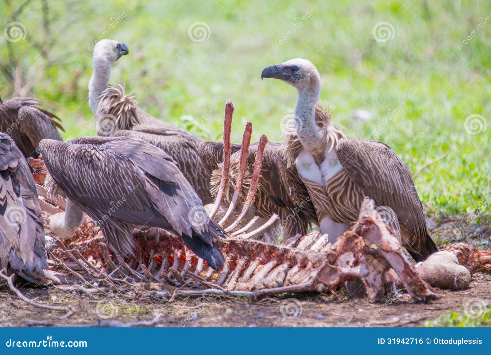 white-backed-vultures-feeding-off-carcass-31942716.jpg