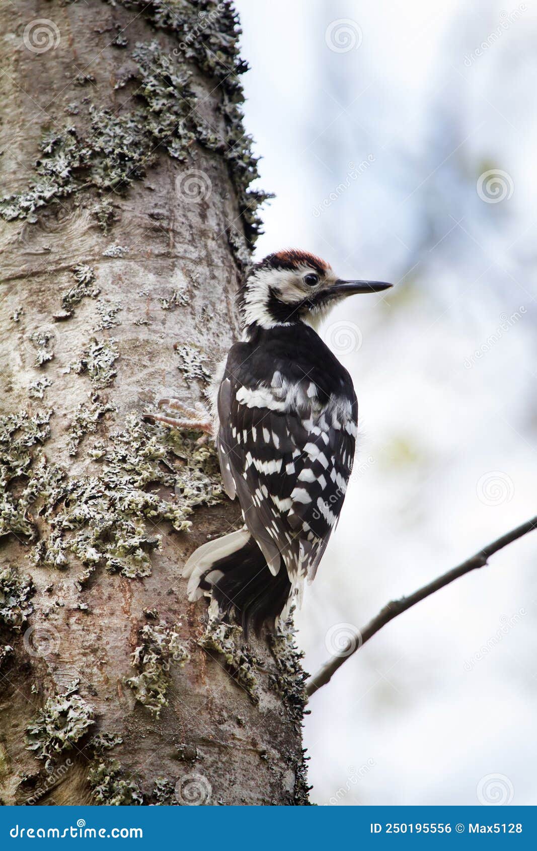 white-backed woodpecker