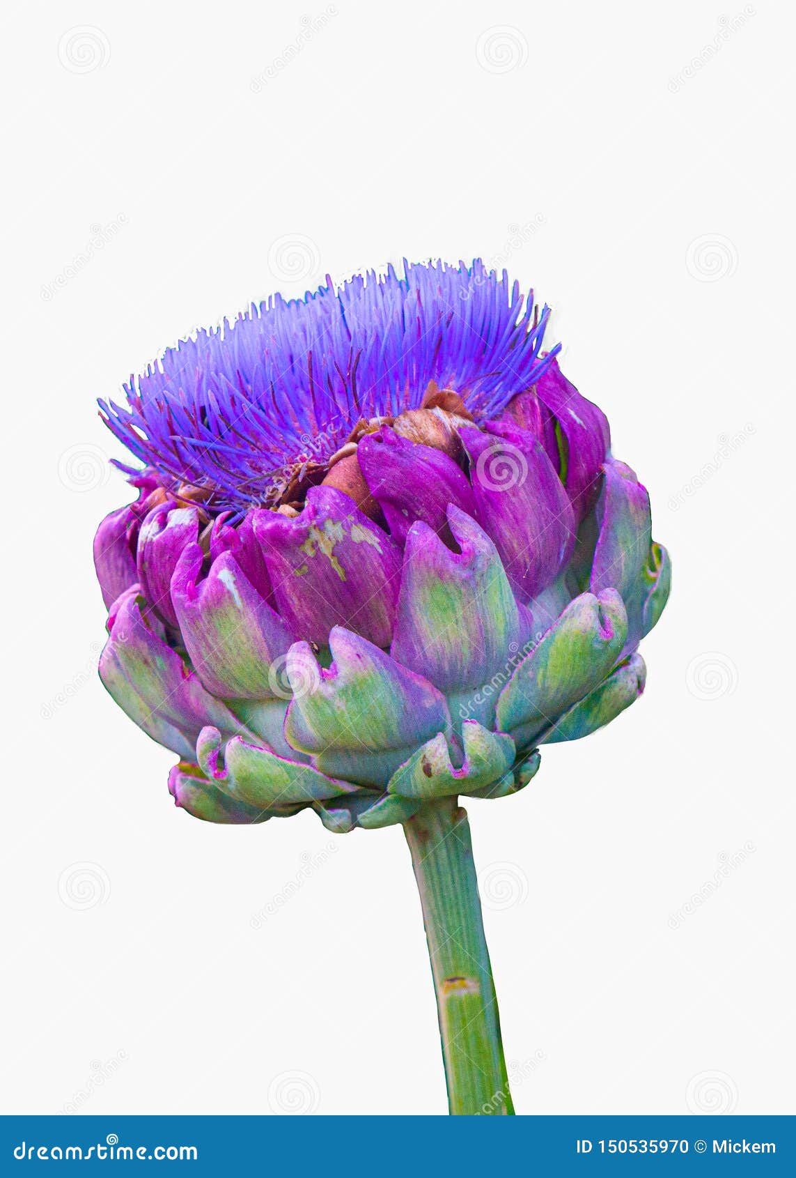 White Background Globe Artichoke Flower Cynara Scolymus Horizontal Stock Photo - Image Of Blooming, Cynara: 150535970