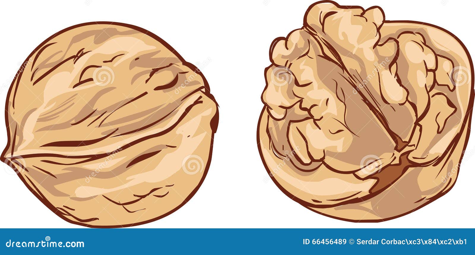 White Background Hand Drawn Walnut Cartoon Vector Stock Vector