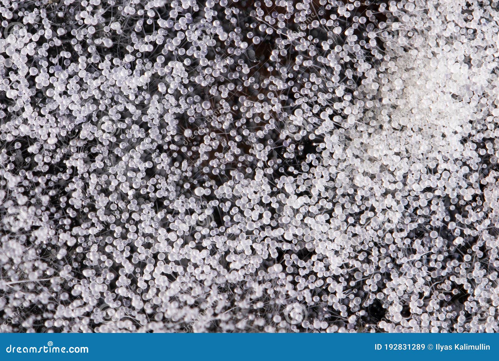 White Ballshaped Mold Closeup Stock Image Image of rare, space