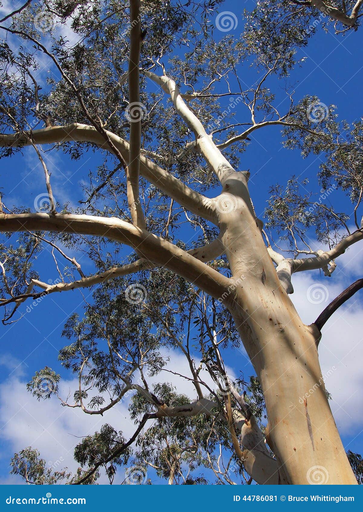 White Bark Eucalyptus Tree, Blue Mountains, Australia Stock Image