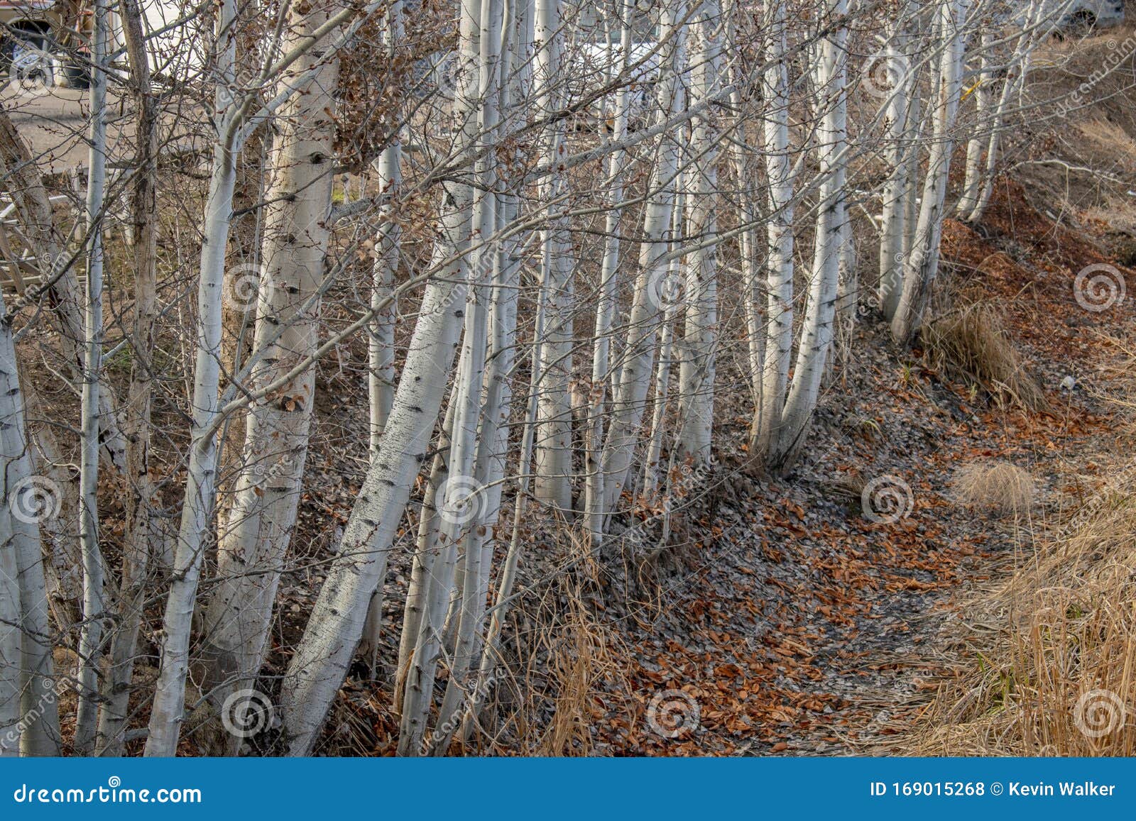 White Barked Quaking Aspen Trees Growing Along a Dry Ditch Bank in the