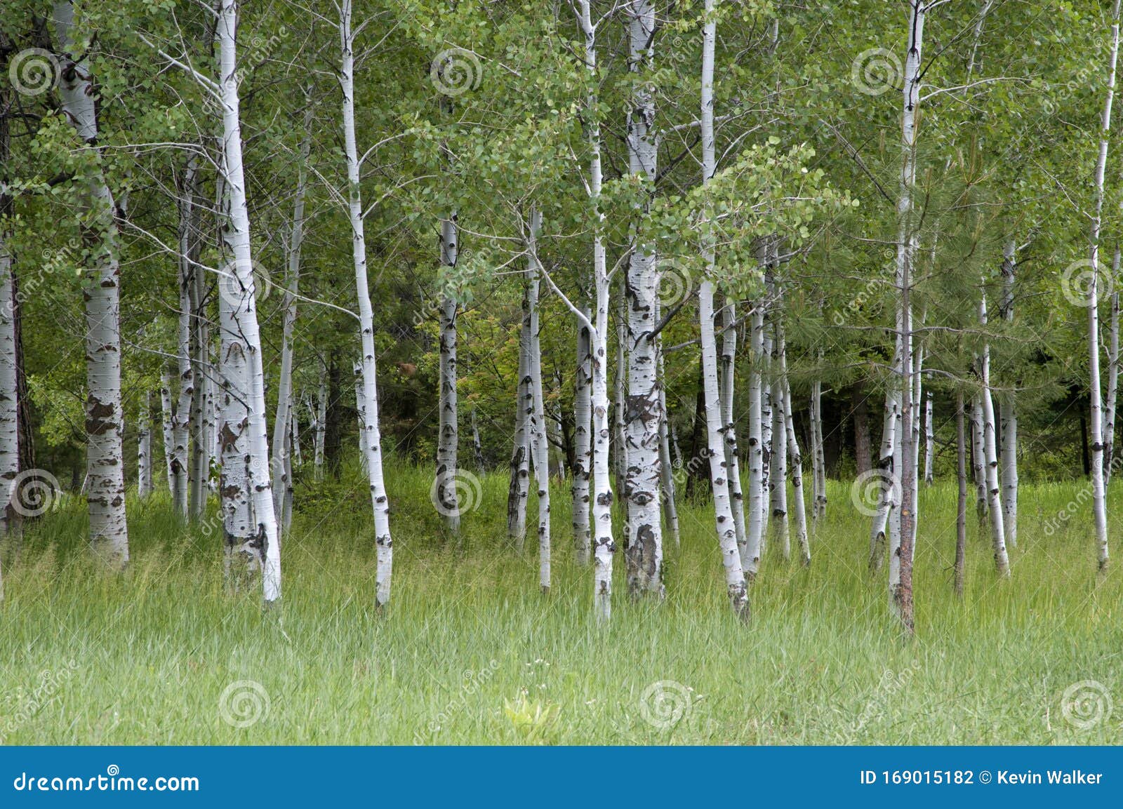 White Barked Quaking Aspen Trees Growing in a Group Stock Photo - Image