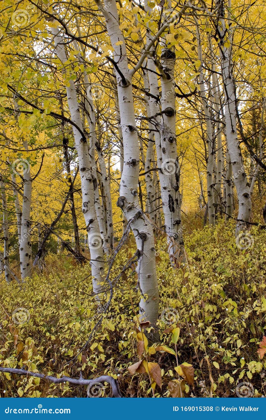 White Barked Quaking Aspen Trees Under Autumn Golden Leaves Royalty