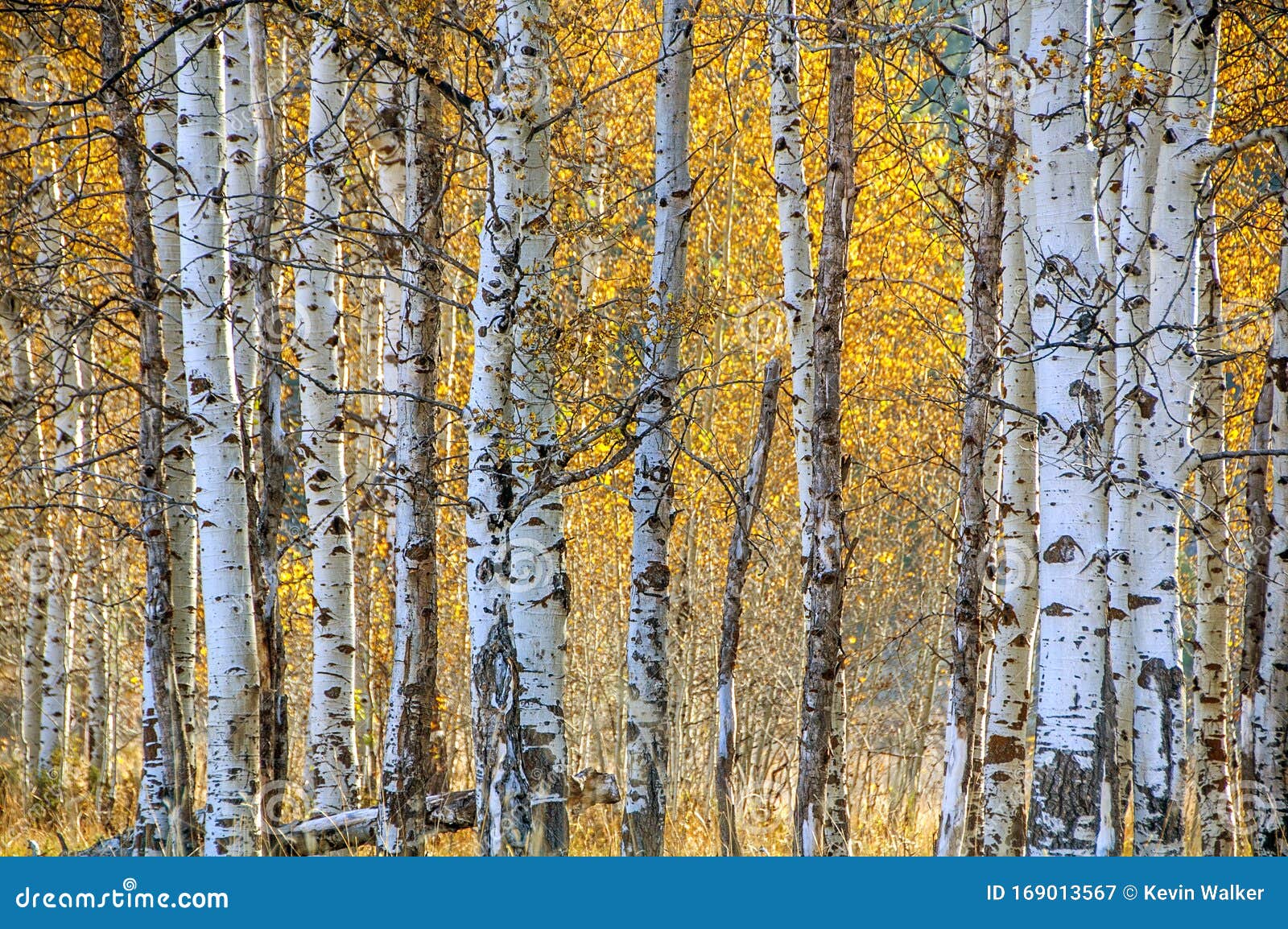 White Barked Quaking Aspen Trees Under Autumn Golden Leaves Stock Image
