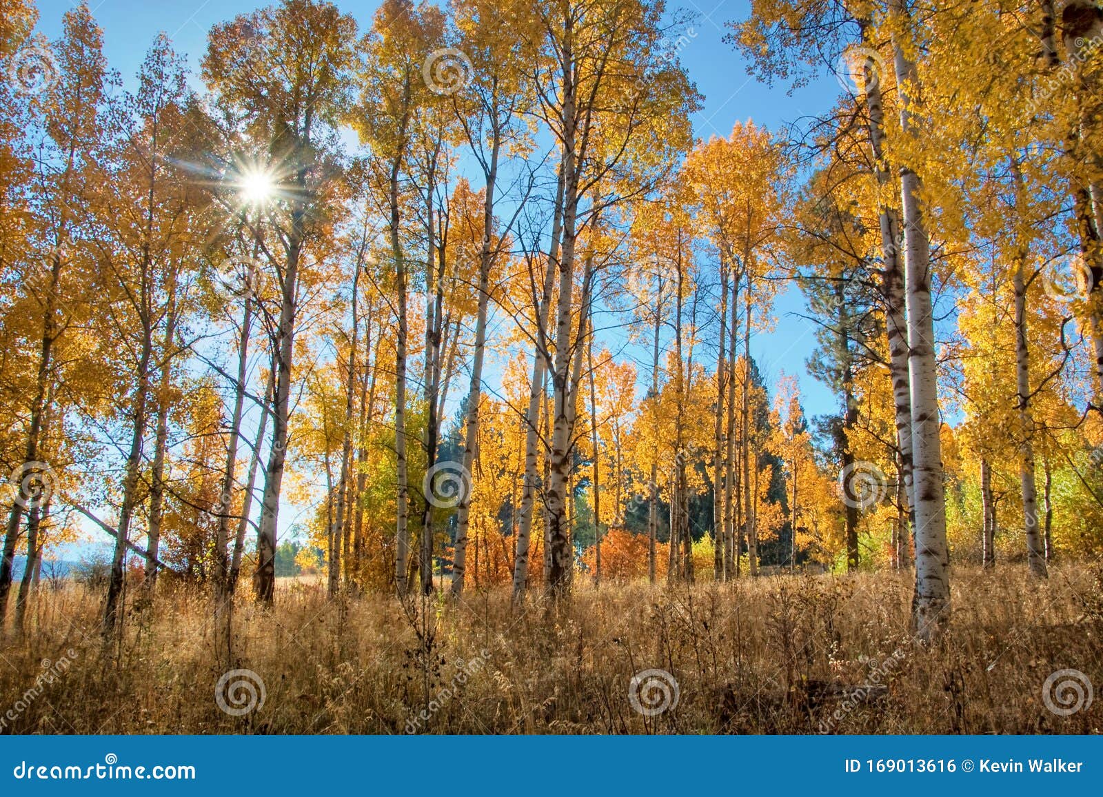 White Barked Quaking Aspen Trees Under Autumn Golden Leaves Stock Photo